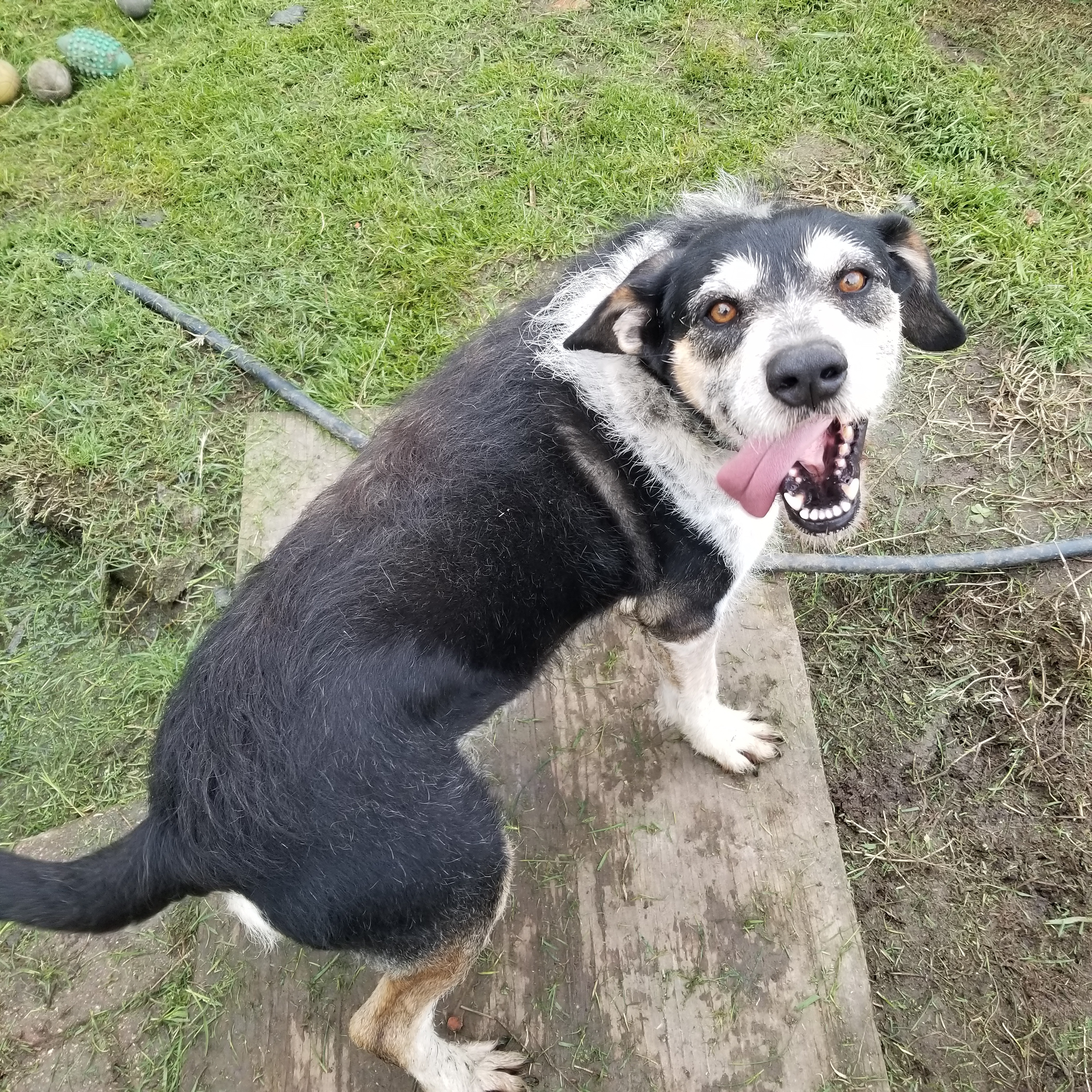 Toby (sweet Basset/Terrier mix: 49.5 lbs, age 8), an adoptable Terrier, Basset Hound in Kaufman, TX, 75142 | Photo Image 4