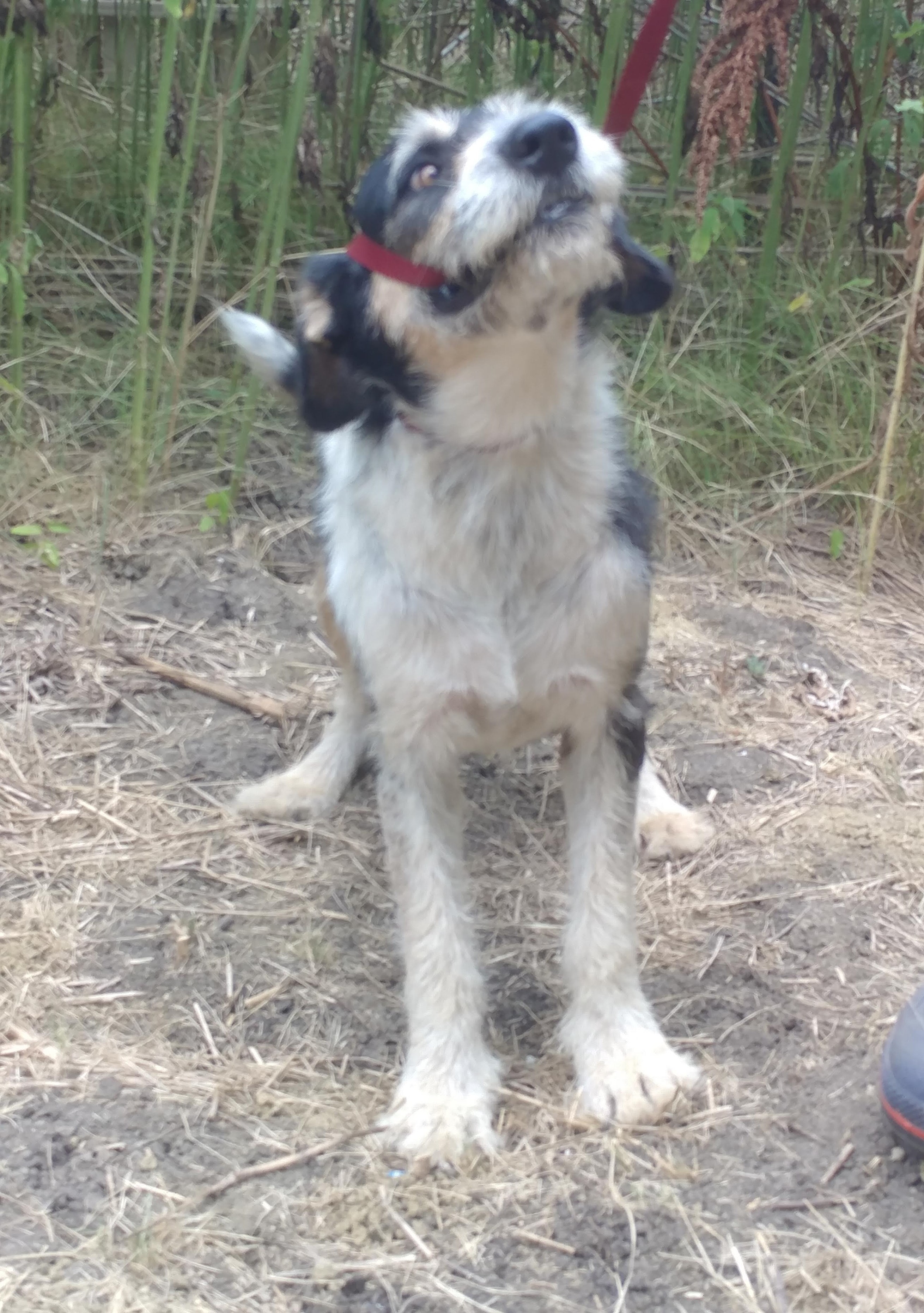 Toby (sweet Basset/Terrier mix: 49.5 lbs, age 8), an adoptable Terrier, Basset Hound in Kaufman, TX, 75142 | Photo Image 5