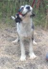 Toby  photo 5