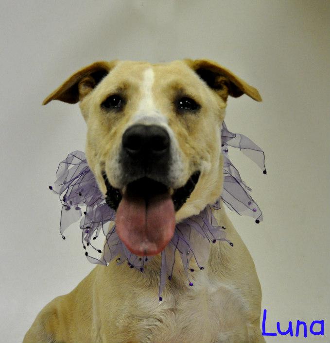 Luna Mama, an adoptable Labrador Retriever, Pit Bull Terrier in Lake Havasu City, AZ, 86406 | Photo Image 2