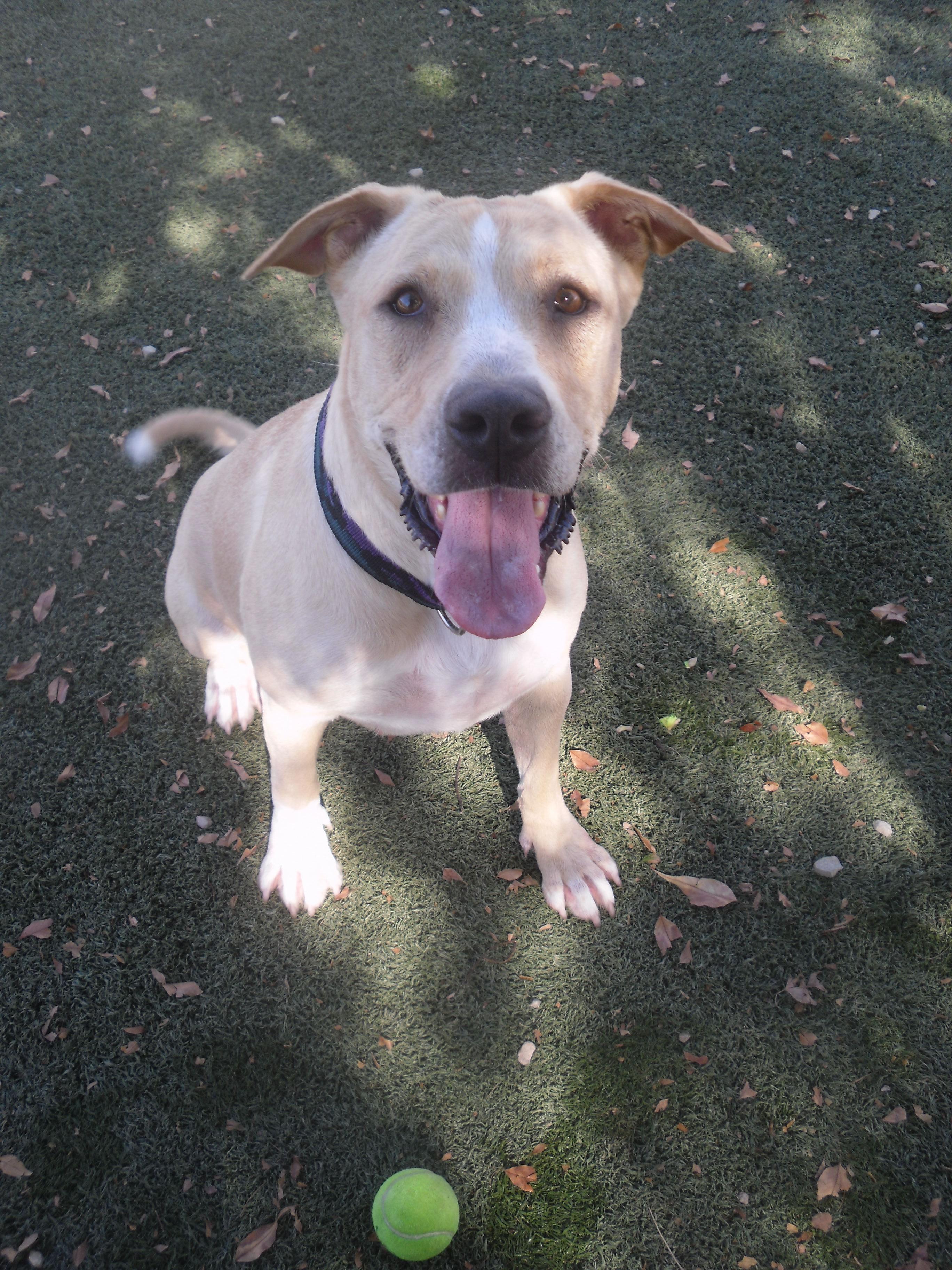 Luna Mama, an adoptable Labrador Retriever, Pit Bull Terrier in Lake Havasu City, AZ, 86406 | Photo Image 1