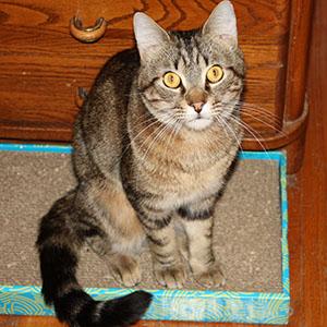 Spidey, an adoptable Tabby & Domestic Short Hair Mix in Garner, NC_image-1