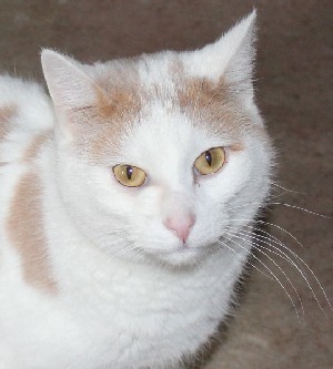 Laker, an adoptable Domestic Short Hair in Savannah, MO, 64485 | Photo Image 1