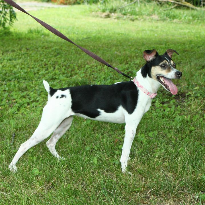 Cali, an adoptable Rat Terrier in Anderson, IN_image-2
