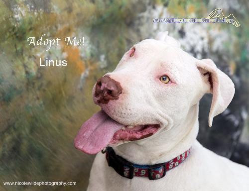 Linus, an adoptable Catahoula Leopard Dog in Santa Clarita, CA, 91387 | Photo Image 1