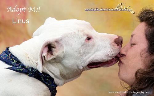 Linus, an adoptable Catahoula Leopard Dog in Santa Clarita, CA, 91387 | Photo Image 3