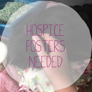 Foster/Hospice Homes for Senior Kitties