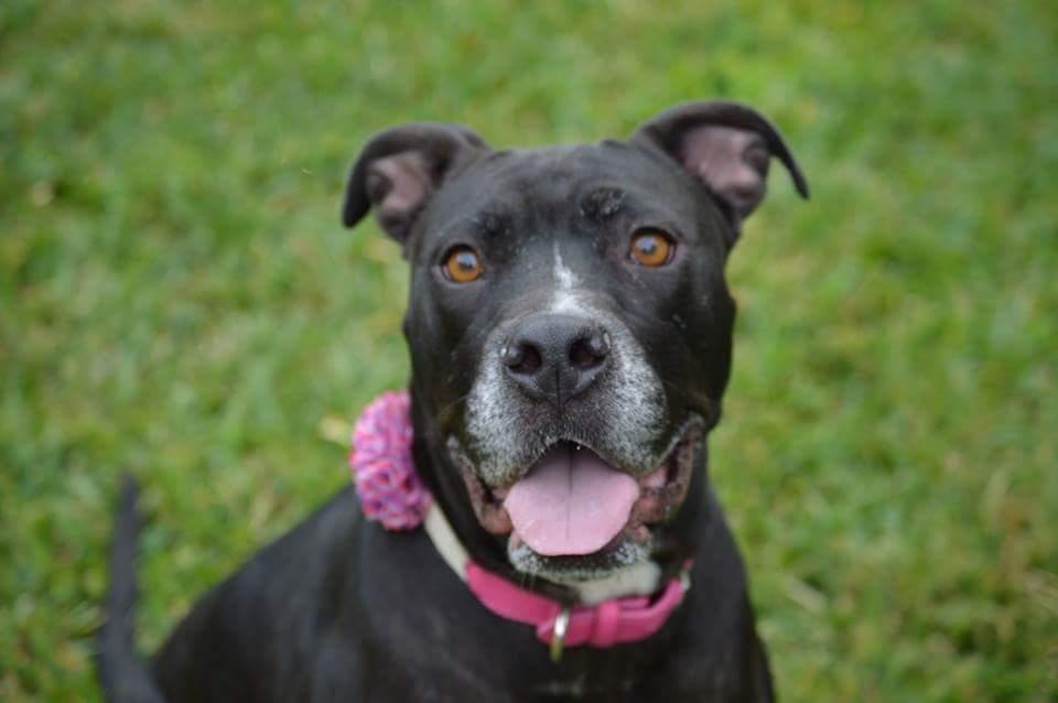 Menchie, an adoptable American Staffordshire Terrier, Black Labrador Retriever in South Woodstock, CT, 06267 | Photo Image 1