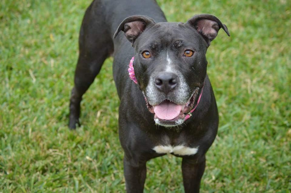 Menchie, an adoptable American Staffordshire Terrier, Black Labrador Retriever in South Woodstock, CT, 06267 | Photo Image 2