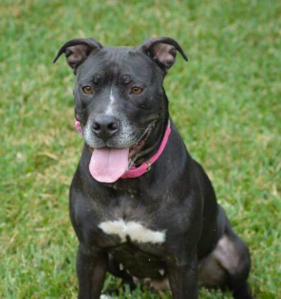 Menchie, an adoptable American Staffordshire Terrier, Black Labrador Retriever in South Woodstock, CT, 06267 | Photo Image 3