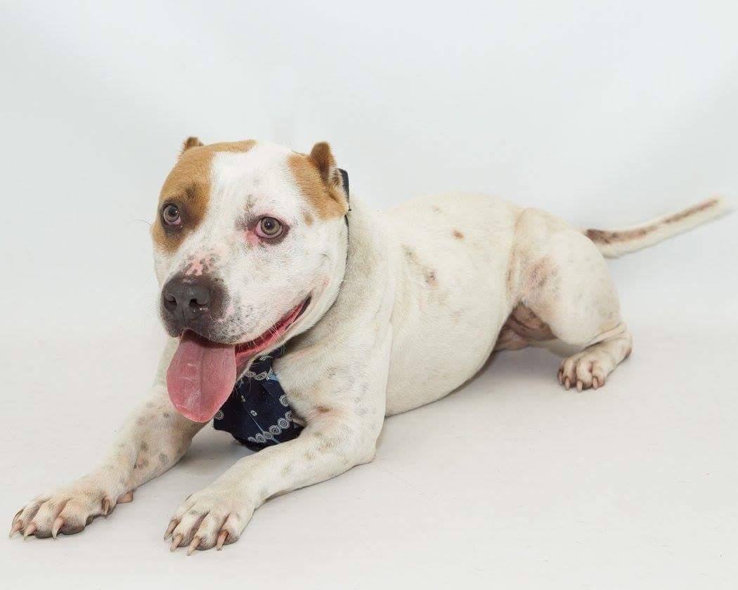 Zeke, an adoptable Bull Terrier, American Staffordshire Terrier in South Woodstock, CT, 06267 | Photo Image 3