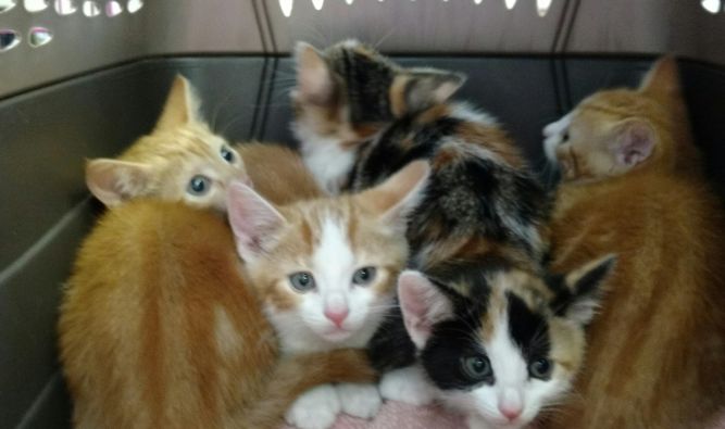 Kathy's kittens - sooo beautiful!