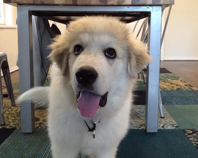 Stefani--I'm an Adoption Center Dog!
