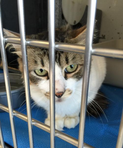 Barn Cats, an adoptable Domestic Short Hair in Burlington, WA, 98233 | Photo Image 2