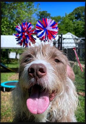 Kylo Jace, an adoptable Wirehaired Pointing Griffon in Annapolis, MD, 21403 | Photo Image 2