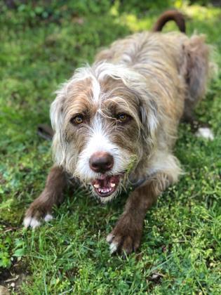 Kylo Jace, an adoptable Wirehaired Pointing Griffon in Annapolis, MD, 21403 | Photo Image 3
