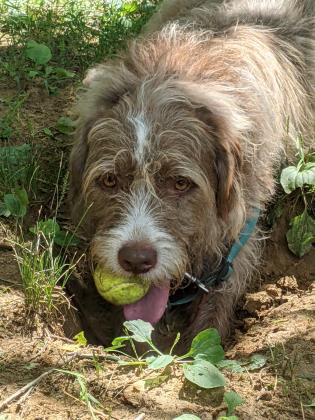 Kylo Jace, an adoptable Wirehaired Pointing Griffon in Annapolis, MD, 21403 | Photo Image 4