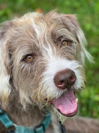 Dog for adoption Kylo Jace a Wirehaired Pointing Griffon Mix in