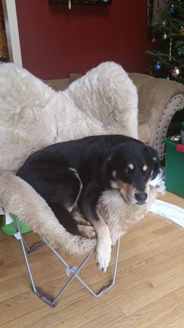 Mellow, an adoptable Shepherd in Lake Ronkonkoma, NY, 11779 | Photo Image 1