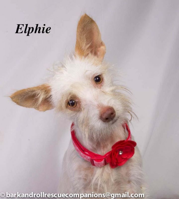Elphie, an adopted Schnauzer in Baton Rouge, LA_image-1