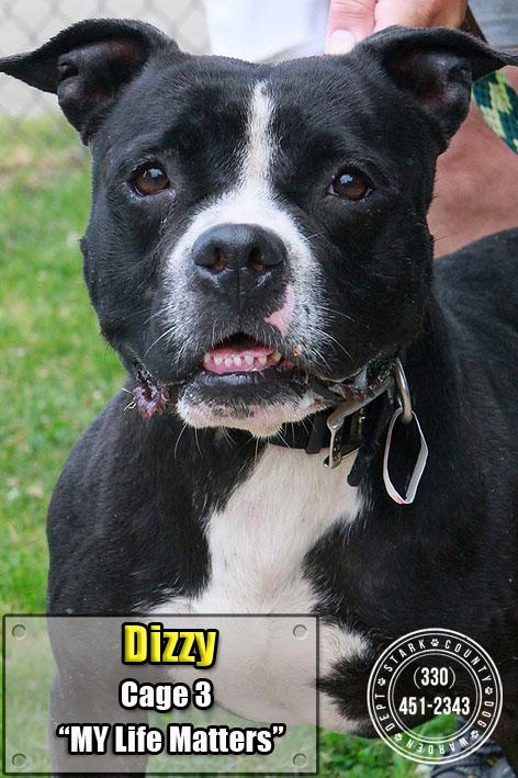 03 Dizzy/Adopted