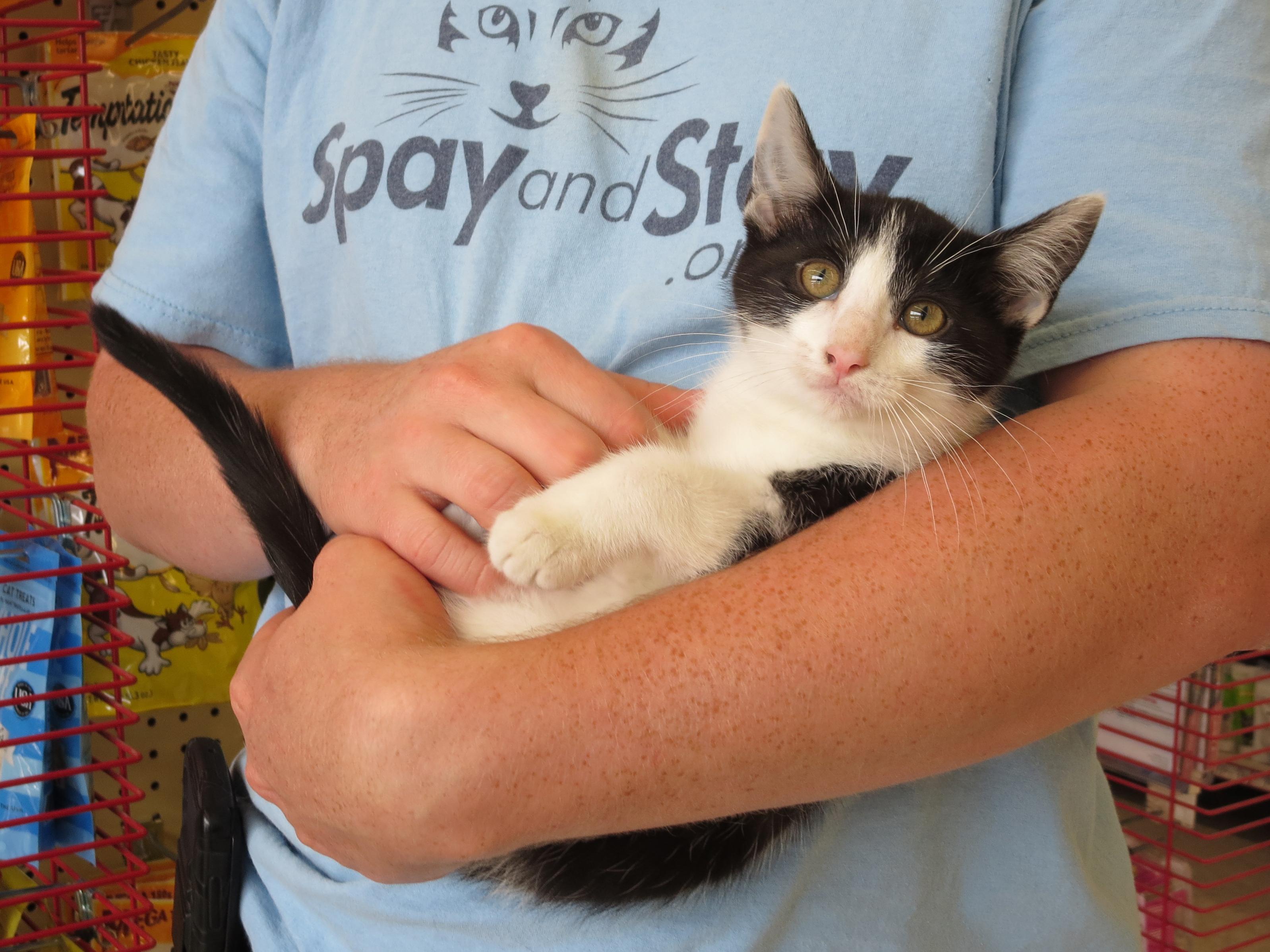 Daisy, an adoptable Domestic Short Hair in Grayslake, IL, 60030 | Photo Image 2