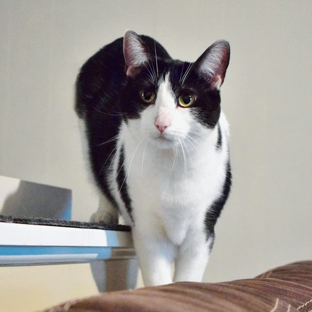 Daisy, an adoptable Domestic Short Hair in Grayslake, IL, 60030 | Photo Image 5