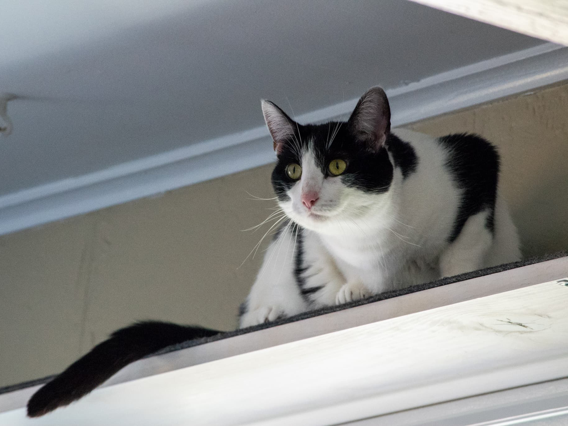 Daisy, an adoptable Domestic Short Hair in Grayslake, IL, 60030 | Photo Image 6