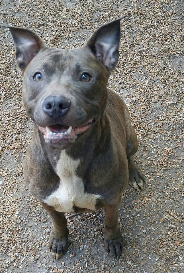 Bella Blue, an adoptable Pit Bull Terrier in Godfrey, IL, 62035 | Photo Image 1