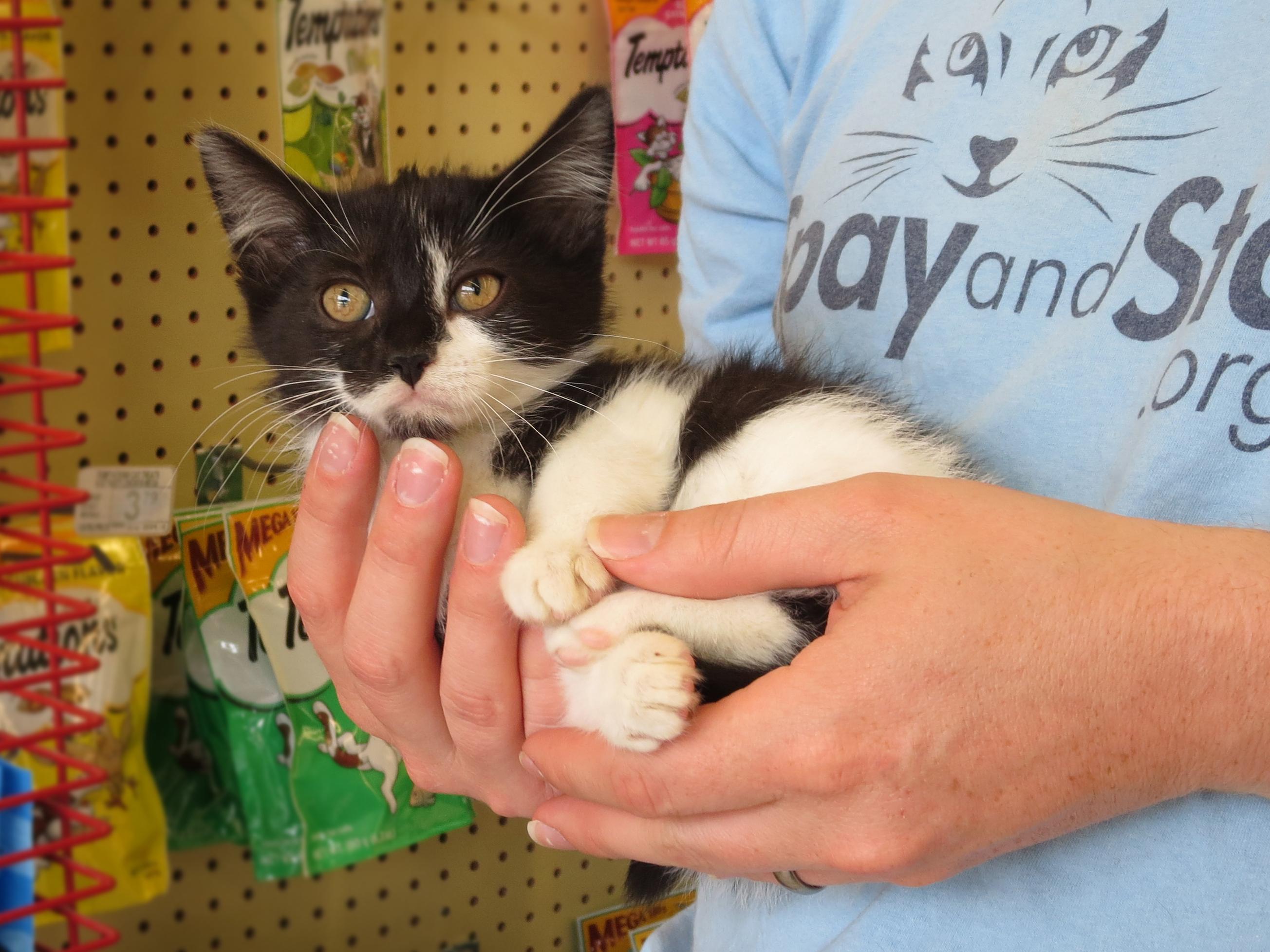 Primrose, an adoptable Domestic Short Hair in Grayslake, IL, 60030 | Photo Image 2