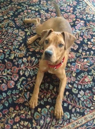 Trapper--I'm a Dog Friendly Adoption Center Dog!