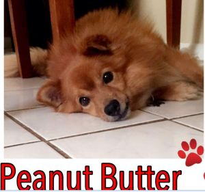 Peanut Butter - Adopted!