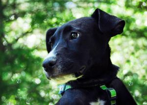 Sadie - LOCAL IN DOVER, NH FROM FOR MEET AND GREET