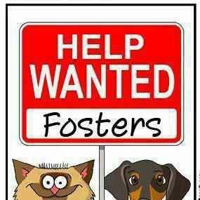 Foster Help Needed
