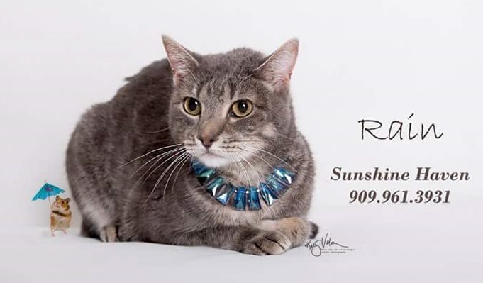 Rain, an adoptable Domestic Short Hair, Tabby in Riverside, CA, 92503 | Photo Image 1