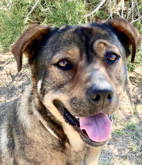 Dog for adoption - Mutt Mutt, a Rottweiler Mix in Lancaster, CA | Petfinder