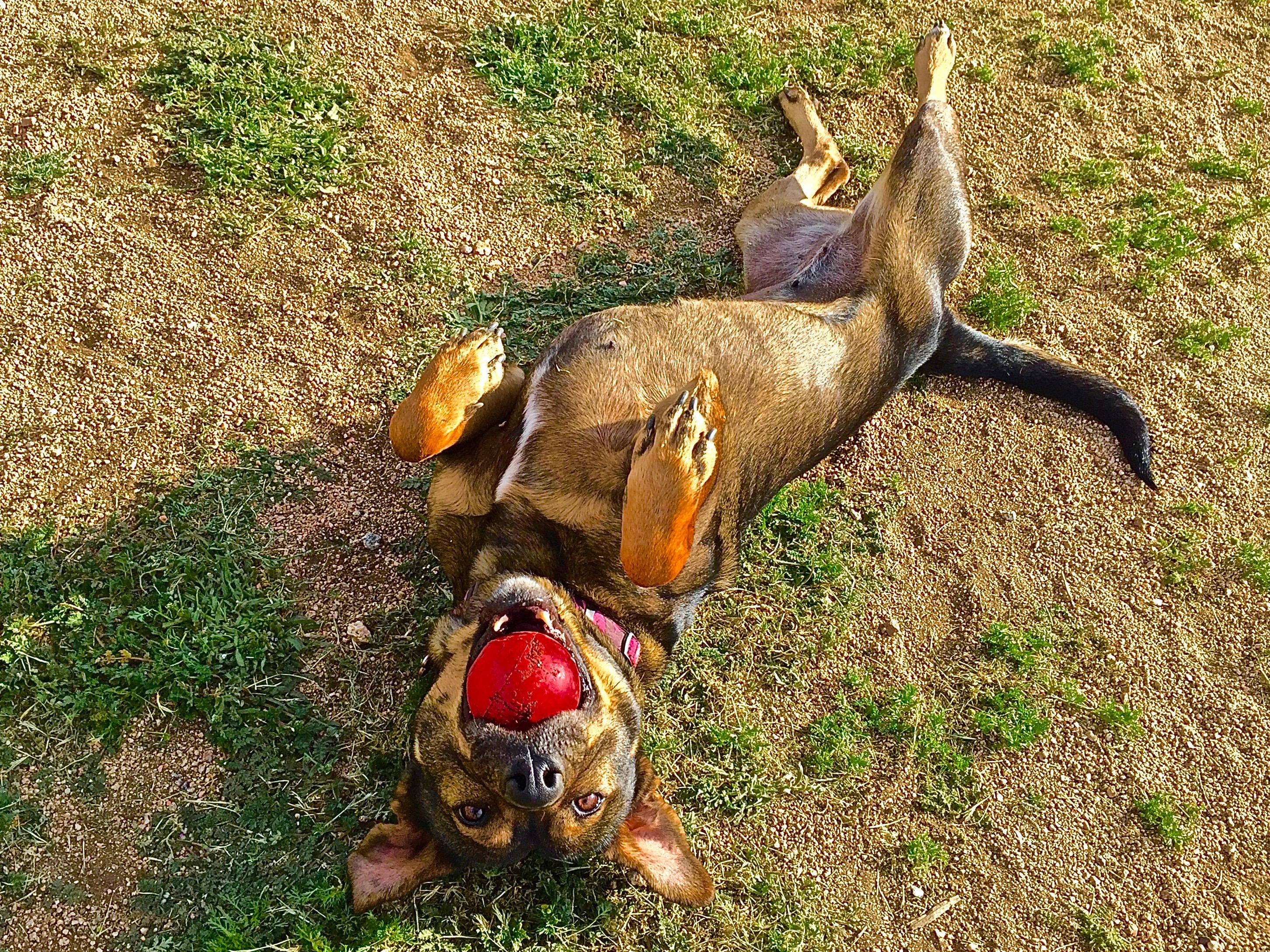 Mutt Mutt, an adoptable Rottweiler in Lancaster, CA, 93536 | Photo Image 3