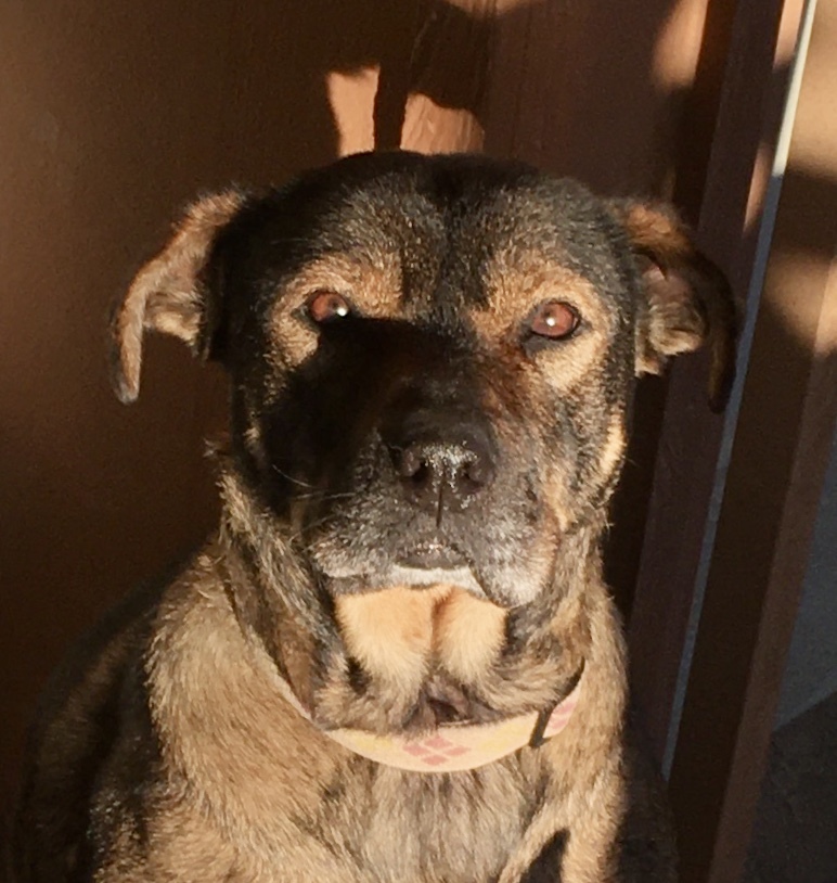 Mutt Mutt, an adoptable Rottweiler in Lancaster, CA, 93536 | Photo Image 5