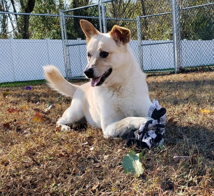 Dog For Adoption Snoopy A Shiba Inu Labrador Retriever