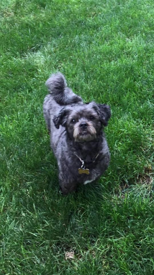 Abby, an adoptable Shih Tzu in Lake Ronkonkoma, NY, 11779 | Photo Image 1