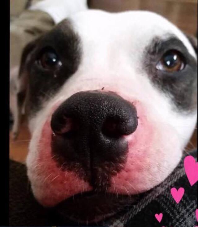 Rosie, an adoptable Pit Bull Terrier in Lake Ronkonkoma, NY, 11779 | Photo Image 1