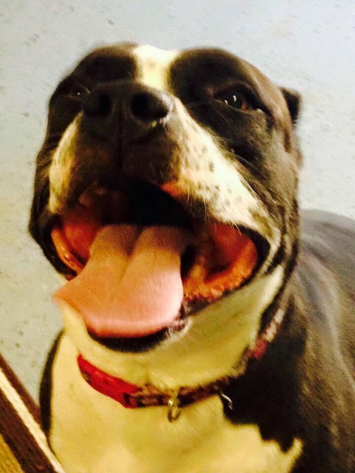 Ally, an adoptable Pit Bull Terrier in Lake Ronkonkoma, NY, 11779 | Photo Image 1