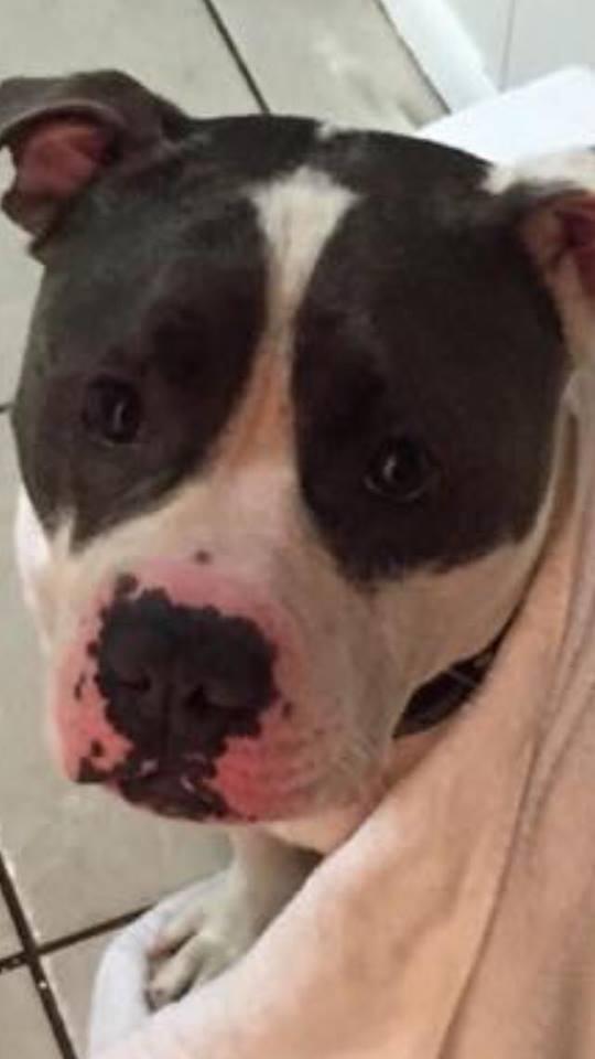 Rocco, an adoptable Pit Bull Terrier in Lake Ronkonkoma, NY, 11779 | Photo Image 1