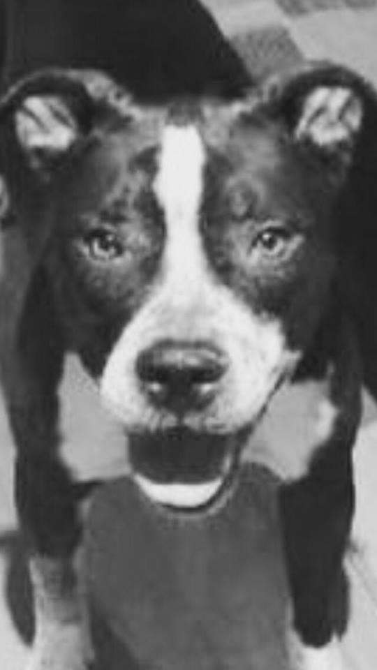 Poppie, an adoptable Pit Bull Terrier in Lake Ronkonkoma, NY, 11779 | Photo Image 1