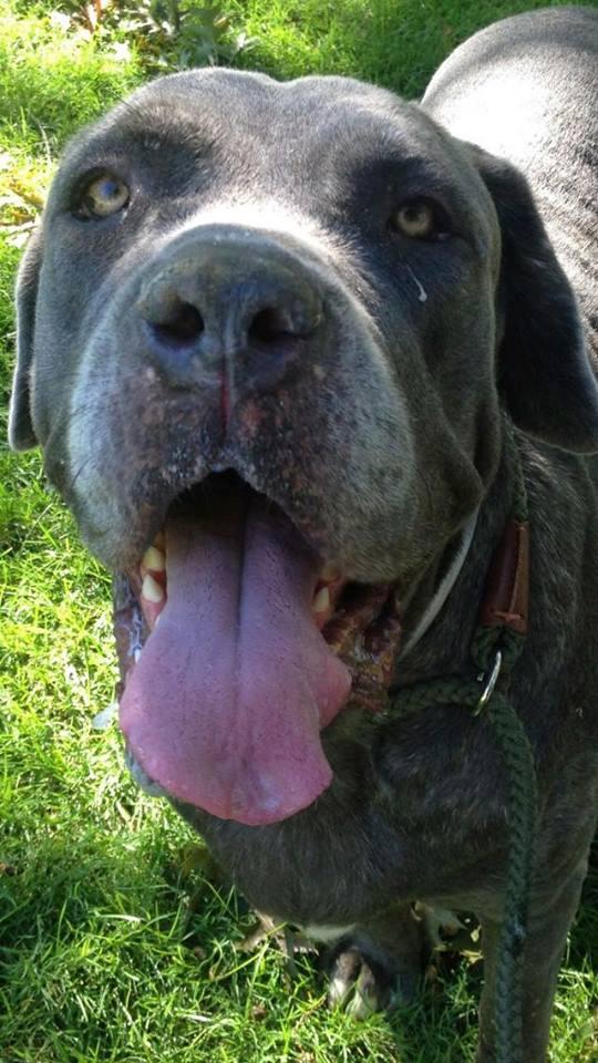 Pearl, an adoptable Pit Bull Terrier in Lake Ronkonkoma, NY, 11779 | Photo Image 1