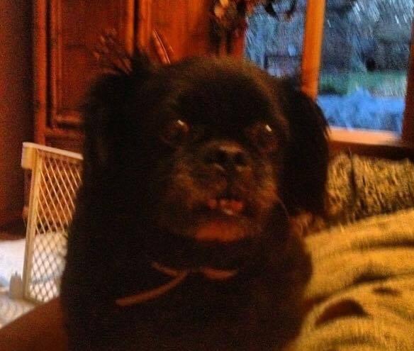 Moses, an adoptable Shih Tzu in Lake Ronkonkoma, NY, 11779 | Photo Image 1