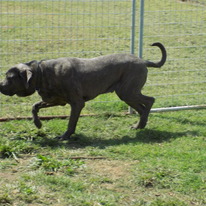 Dog For Adoption Kodi A Neapolitan Mastiff Cane Corso