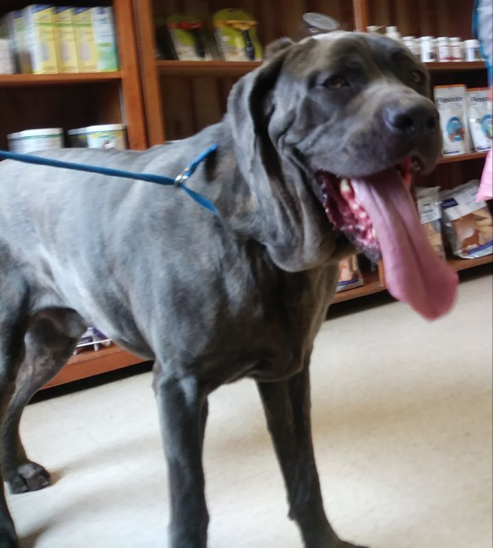 Dog For Adoption Kodi A Neapolitan Mastiff Cane Corso