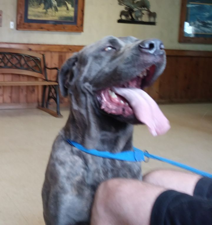 Dog For Adoption Kodi A Neapolitan Mastiff Cane Corso