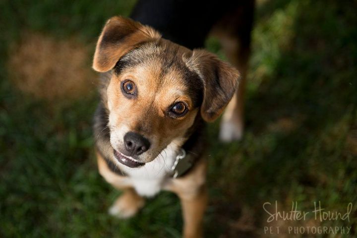 Brinley, an adopted Beagle Mix in Edwards, IL_image-3